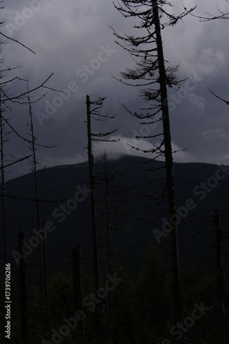 Beautiful wood in the mountains 