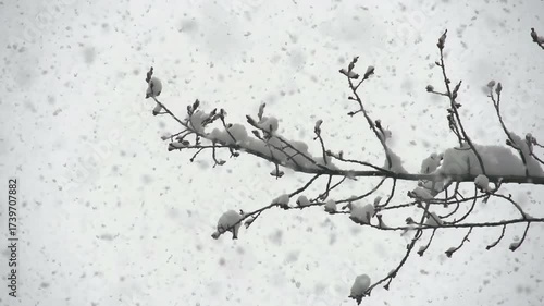 January Snow Cyclone. From the sky slowly falling snow flakes on a large background of trees. Slow Motion