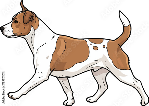 Danish Swedish Farmdog walking trotting side view illustration