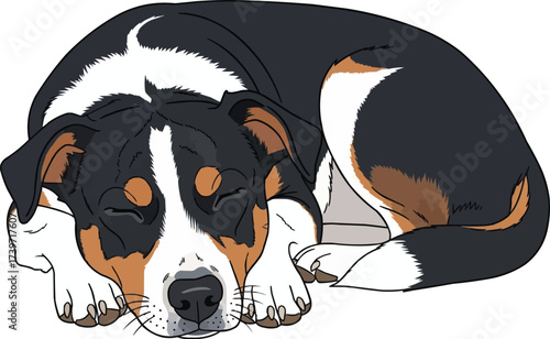 Danish Swedish Farmdog curled up sleeping cute vector illustration