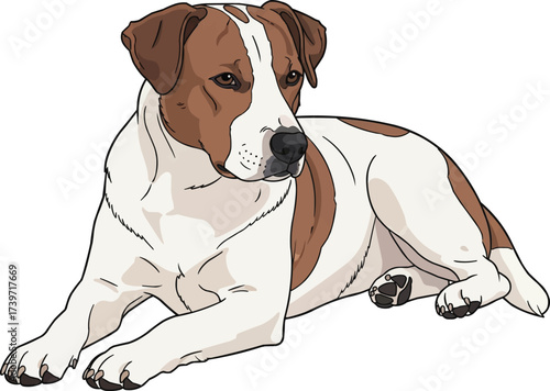 Danish Swedish Farmdog lying down relaxed vector illustration