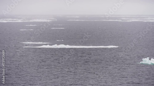 Expansive view of a cold gray ocean dotted with scattered sea ice floes, drifting under a low foggy horizon, conveying the stillness of a remote polar seascape