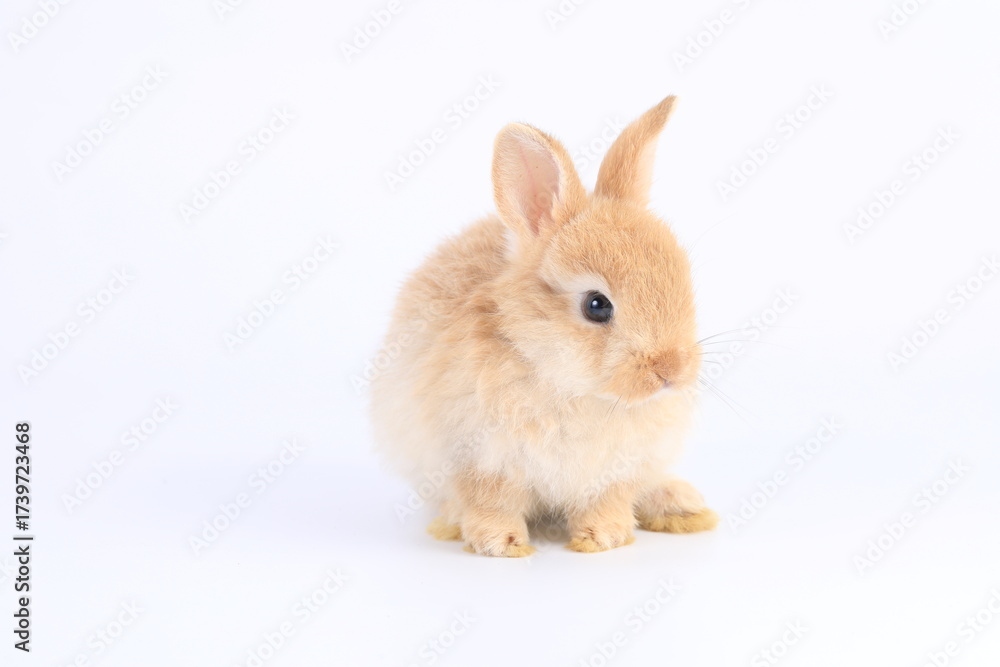 Obraz premium A healthy lovely baby brown bunny easter rabbit stand up on two legs on white background. Cute fluffy rabbit on white background Lovely mammal with beautiful bright eyes in nature life.Animal concept.