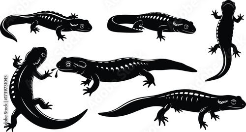 Salamander silhouette illustration set, crawling, climbing, spotted, striped, amphibian anatomy, black vector design