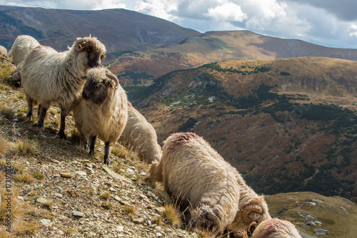 On the Transalpina highway in Romania