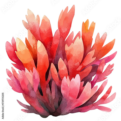 Coral, watercolor drawing vector, isolated on a white background.