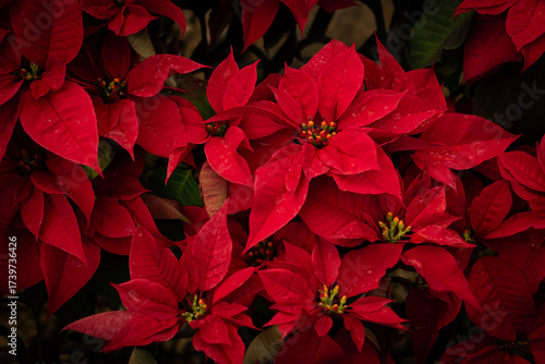 赤いポインセチア