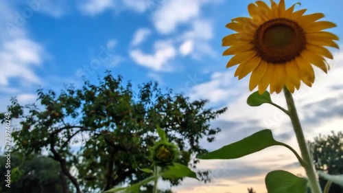 A low-angle view of a vibrant sunflower in a garden, with a bud below, against a cloudy sky