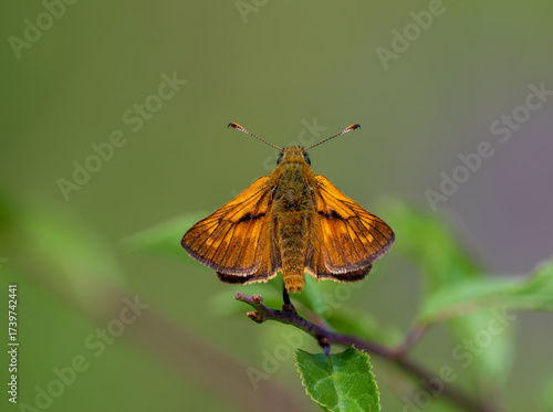 Large Skipper Butterfly Resting . Wings Open.