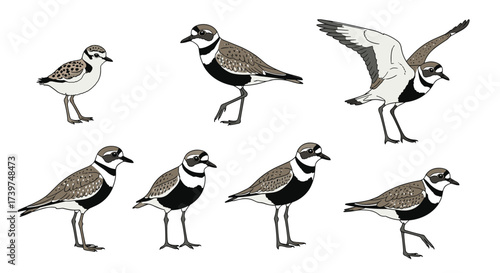 A collection of illustrations of seven different shorebirds in various poses showing their distinct markings and features.