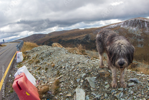 The Transalpina or DN67C is a 148 km national road located in the Parâng Mountains group, Southern Carpathians of Romania, one of the highest roads of the Carpathian Mountains
