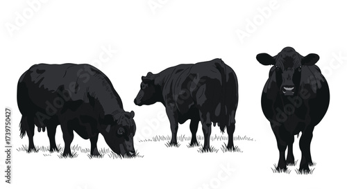 Three black cows grazing in a field of grass on a white background.