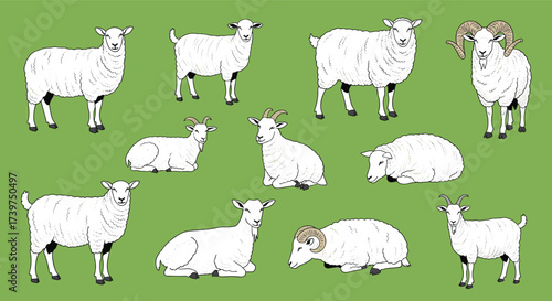 A charming collection of twelve fluffy sheep in various poses on a vibrant green background illustration.
