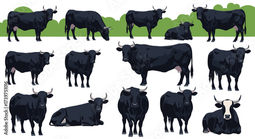 A diverse collection of black cattle displaying various poses and anatomical features in an illustrative style.