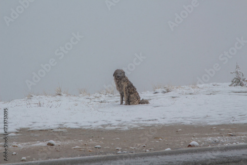 The Transalpina or DN67C is a 148 km national road located in the Parâng Mountains group, Southern Carpathians of Romania, one of the highest roads of the Carpathian Mountains