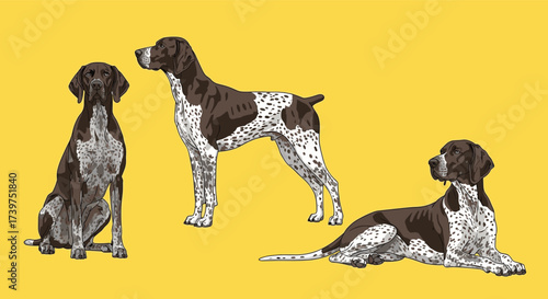 Three elegant pointers showing various poses on a bright yellow background.