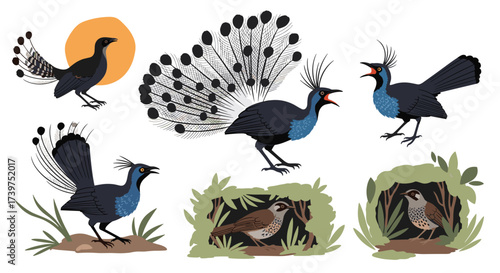 Elegant birds with striking displays showcase their natural beauty and unique behaviors.