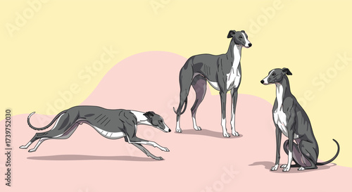 Three elegant greyhounds showcase their athletic grace and distinct poses.