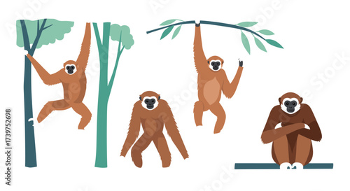 Exploring the playful world of gibbons swinging through the trees.