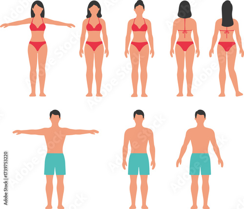 Male and female body front back side, anatomy reference, human figure, standing pose, swimsuit illustration, medical chart, body proportion, fitness, vector people