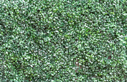 green grass background