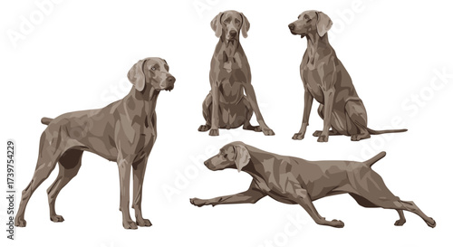 Four different poses of a Weimaraner dog in a simple illustration.