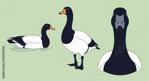 Anatomical illustration of a Magellanic goose showing its distinctive plumage and proportions in various poses.