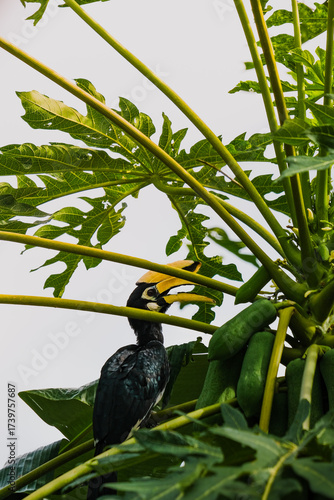 A beautiful oriental pied hornbill (Anthracoceros albirostris) feeding on ripe papaya fruits in tropical nature 