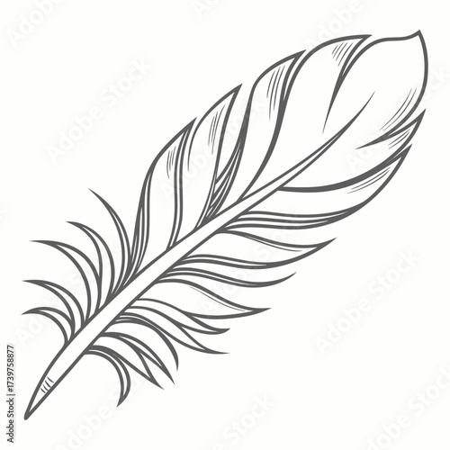 A delicate hand drawn line art illustration of a single feather with a quill and detailed barbs presented in a clean minimalist style on a white background