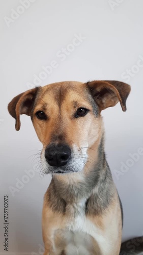 Cute dog sitting and looking at camera. Vertical portrait of mixed breed pet with expressive gaze on light background. Domestic animal watching carefully for advertising template, pet care promotion