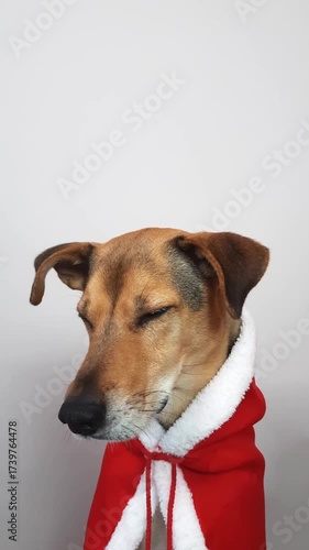 Dog in Christmas cloak. cute pet with New Year Santa Claus cape sitting and turning its head while looking around. Vertical video with Adorable animal portrait for greeting card, holiday invitation
