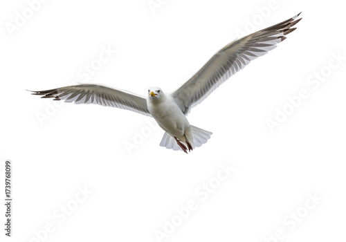 Isolated bird in flight, gull with outstretched wings against neutral backdrop, animal themes