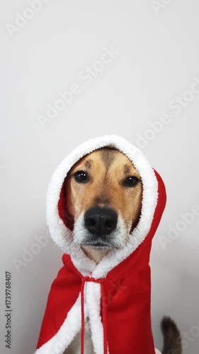 Funny dog in Christmas costume sitting and looking at camera. portrait of mixed breed pet wearing red Santa hood in winter holiday outfit. Cozy festive mood, family celebration, December concept.