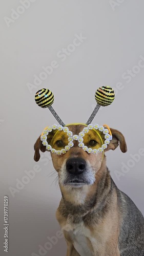 Funny dog in bee costume with flower glasses. pet dressed as insect with antenna headband and comic eyewear. Cute puppy sitting in carnival outfit, playful mood and humorous character concept
