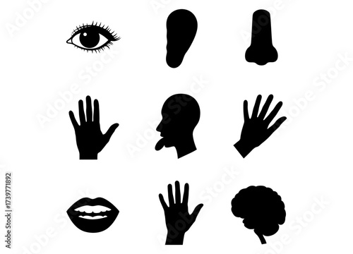 Visual representation of core human sensory organs and key body parts in abstract black icons for various concepts