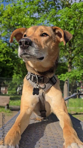 Funny mixed-breed dog resting on agility ramp during summer walk in dog park. Adult, slender, medium sized mongrel dog lying on training platform, vertical video
