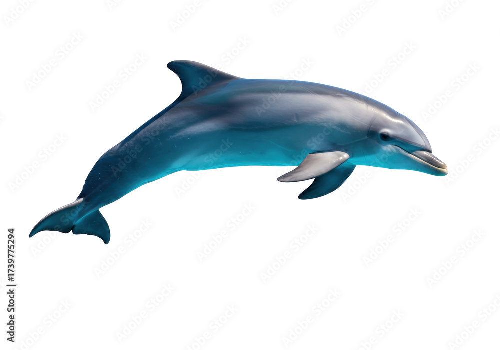 Obraz premium Isolated bottlenose dolphin swimming, playful marine mammal jumping out of water underwater