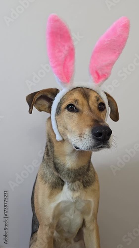 Funny dog in rabbit costume for Easter and Christmas holiday. Vertical video of mongrel pet dressed in bunny fluffy ears, looking at food with drool. halloween pet carnival, party, greeting card