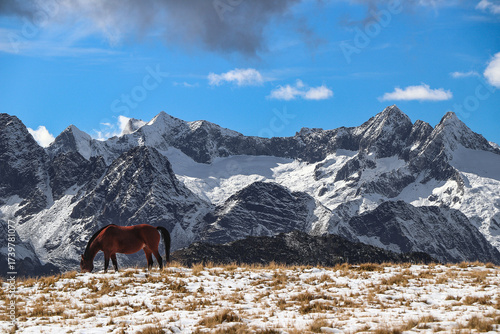 Wild horse in the Central Alps, Valmalenco landscape, Italy