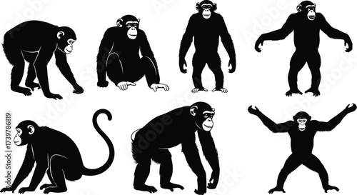 Primate silhouettes vector set, black monkey and ape poses, animal anatomy clipart, isolated wildlife graphics, educational biology icons