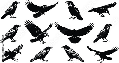 Raven bird silhouettes, black crow vector set, flying and perched poses, mysterious wildlife clipart, isolated feathered animal graphics