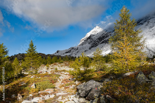 Alpine forest in the autumn season with Pizzo Scalino on background, Valmalenco, Italy