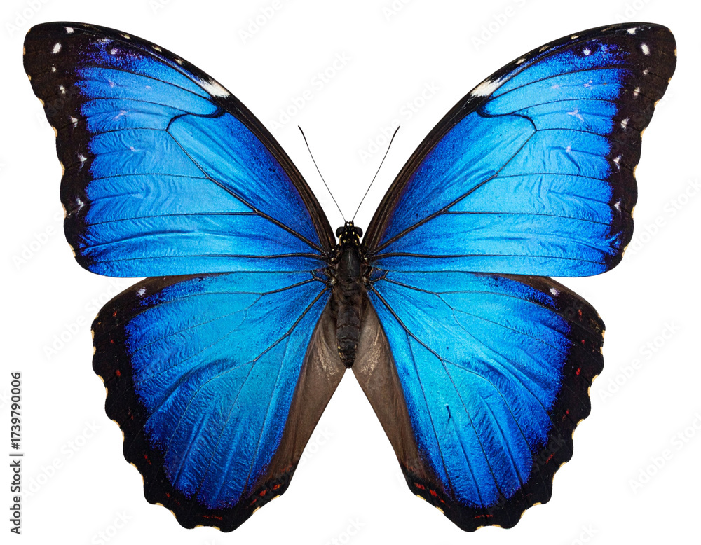 Fototapeta premium Close-Up Blue Butterfly Sitting on Surface Isolated