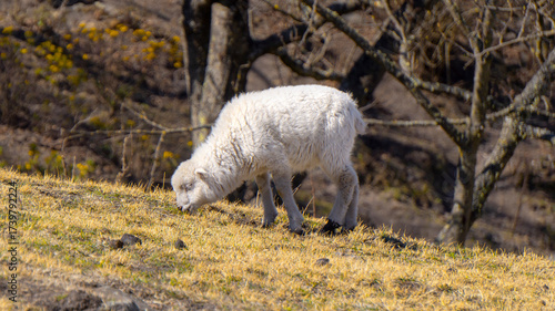 close view of a lamb grazing in the wild, in a warm spring morning