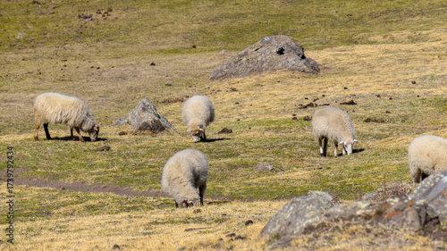 sheep grazing in the wild, in a warm spring morning