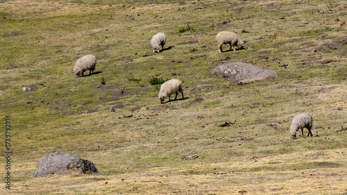 sheep grazing in the wild, in a warm spring morning