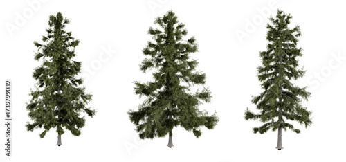 Alaskan cedars isolated on white