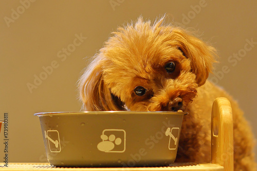 美味しそうに一心不乱にご飯を食べるトイ・プードル