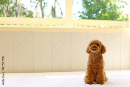 日当たりの良い部屋でお座りしているトイ・プードル