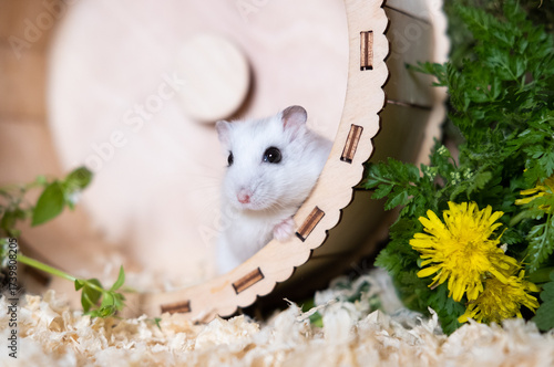 A white Dzungarian hamster in his cage